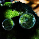 GobekUsa Mini Moss Glass Vase Plant Terrarium