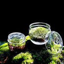 GobekUsa Mini Moss Glass Vase Plant Terrarium