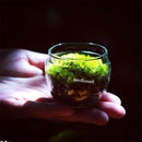 GobekUsa Mini Moss Glass Vase Plant Terrarium