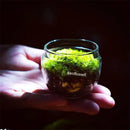Mini moss glass vase terrarium with landscape moss for living room