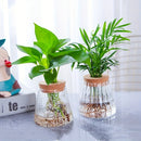 GobekUsa Mini Nordic Glass Hydroponic Planter Tray