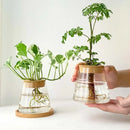 GobekUsa Mini Nordic Glass Hydroponic Planter Tray