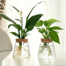 GobekUsa Mini Nordic Glass Hydroponic Planter Tray