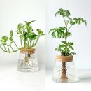 GobekUsa Mini Nordic Glass Hydroponic Planter Tray