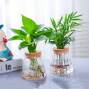Mini nordic glass hydroponic planter with wood lid living room decor by Decorbites