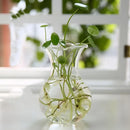 GobekUsa Modern Glass Vase Terrarium Aquarium Decoration