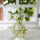 Modern tapered glass vase terrarium – living room decoration by Decorbites
