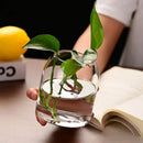 GobekUsa Modern Hydroponic Glass Flower Vase for Home & Wedding