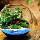 GobekUsa Moss Ball Glass Vase for Desktop Decor