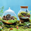 GobekUsa Moss Ball Glass Vase for Desktop Decor