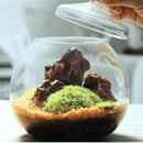 GobekUsa Moss Ball Glass Vase for Desktop Decor