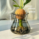 GobekUsa Nordic Glass Vase for Home Decor - Small Transparent Vase