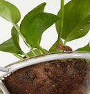 GobekUsa Pot Pendant Planter Light