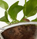 GobekUsa Pot Pendant Planter Light