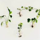 GobekUsa Self-Watering Glass Terrarium Set for Home Décor