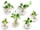GobekUsa Self-Watering Glass Terrarium Set for Home Décor