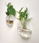 GobekUsa Self-Watering Glass Terrarium Set for Home Décor