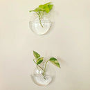 GobekUsa Self-Watering Glass Terrarium Set for Home Décor