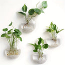 GobekUsa Self-Watering Glass Terrarium Set for Home Décor