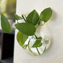 GobekUsa Self-Watering Glass Terrarium Set for Home Décor