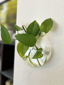 GobekUsa Self-Watering Glass Terrarium Set for Home Décor
