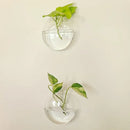 Modern spherical glass terrarium set – living room wall planters by Decorbites
