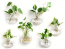 Modern spherical glass terrarium set – living room wall planters by Decorbites