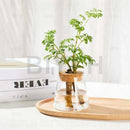 GobekUsa Small Transparent Glass Vase for Home Decor