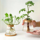 GobekUsa Small Transparent Glass Vase for Home Decor