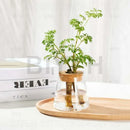 Small transparent glass vase with bamboo base for living room decor