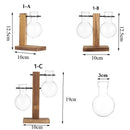 GobekUsa Transparent Avocado Seed Starter Vase