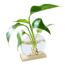 GobekUsa Transparent Avocado Seed Starter Vase