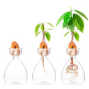 GobekUsa Transparent Avocado Seed Starter Vase