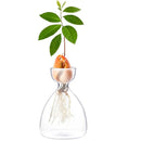 GobekUsa Transparent Avocado Seed Starter Vase
