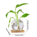 GobekUsa Transparent Avocado Seed Starter Vase