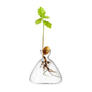 GobekUsa Transparent Avocado Seed Starter Vase