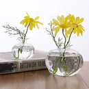 GobekUsa Transparent Avocado Seed Starter Vase
