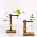 GobekUsa Transparent Avocado Seed Starter Vase