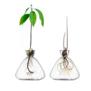 GobekUsa Transparent Avocado Seed Starter Vase
