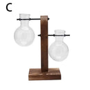 GobekUsa Transparent Avocado Seed Starter Vase