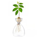 GobekUsa Transparent Avocado Seed Starter Vase