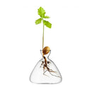 Clear glass avocado seed starter trio kitchen grow vases by Decorbites