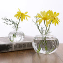 Clear glass avocado seed starter trio kitchen grow vases
