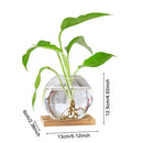 Clear glass avocado seed starter trio kitchen grow vases