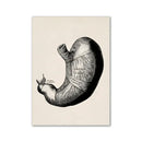 Vintage beige human digestive system anatomy artwork – kitchen wall art by Decorbites