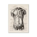 Vintage beige human digestive system anatomy artwork – kitchen wall art by Decorbites