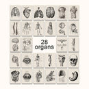 Vintage human anatomy reproductive system canvas print bedroom wall art by Decorbites