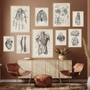 Vintage human anatomy reproductive system canvas print bedroom wall art by Decorbites
