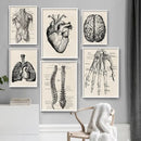 Vintage human anatomy reproductive system canvas print bedroom wall art by Decorbites