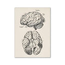 Vintage human anatomy skeleton canvas art for study or bedroom by Decorbites